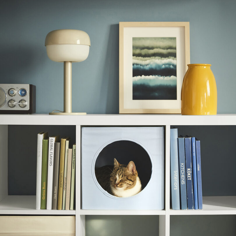 A cat resting inside a circular cutout in a white shelf from the IKEA UTSÅDD pet collection, surrounded by books and decorative items, against a blue wall.