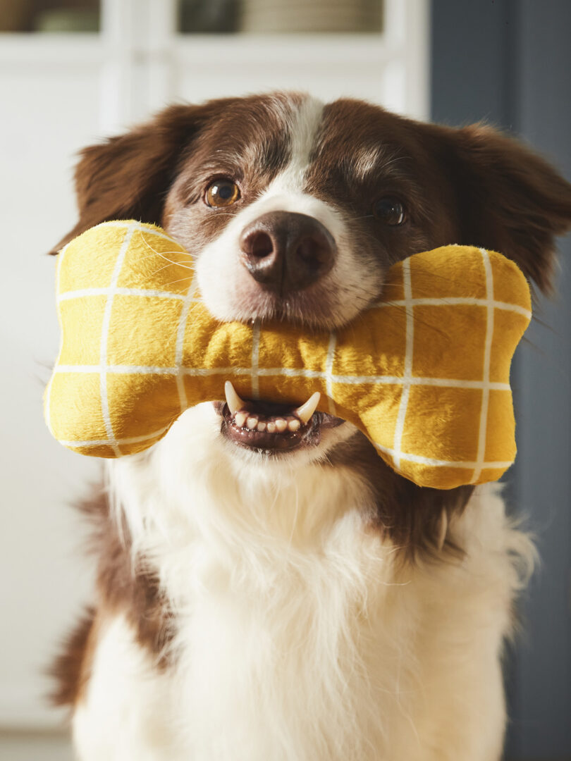 A brown and white dog holding a yellow plush bone toy from the IKEA UTSÅDD pet collection in its mouth.