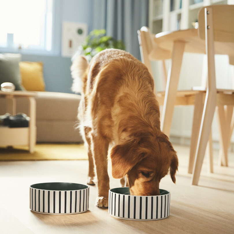 Golden retriever eating from an IKEA UTSÅDD pet collection bowl in a sunny room.