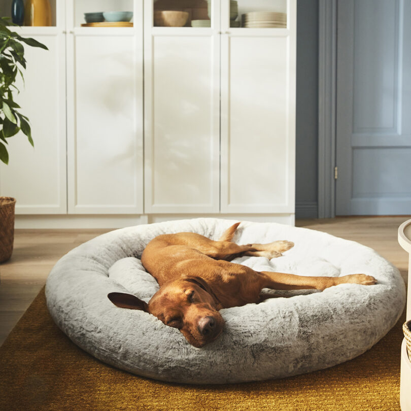 A dog resting comfortably in an IKEA UTSÅDD pet collection large cushioned bed in a cozy home setting.
