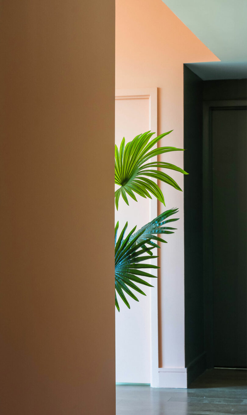 A pink hallway revealing a plant.