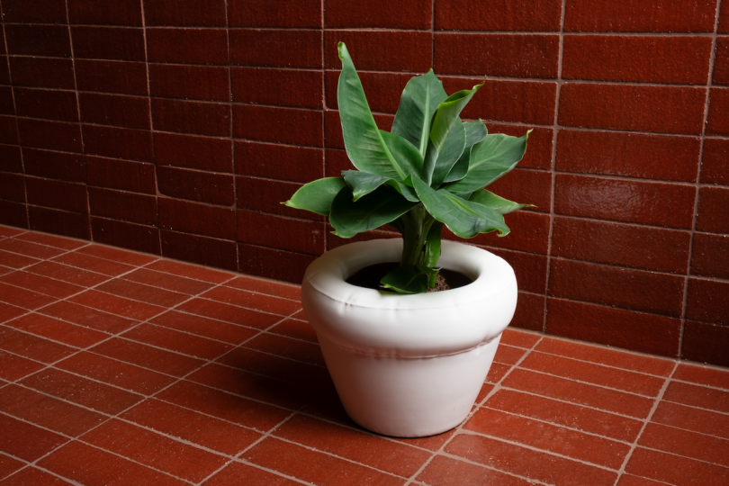 Green plant in a white pot against a brick wall on a tiled floor.