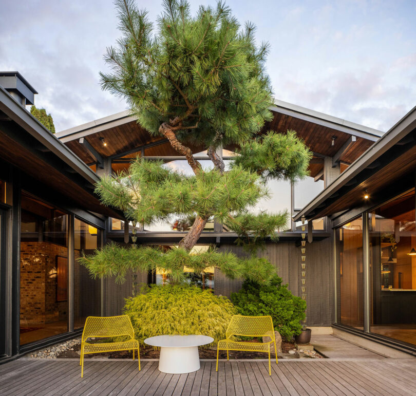 Modern courtyard with a large pine tree, yellow chairs, and a white table, surrounded by black-framed glass walls and wooden beams.