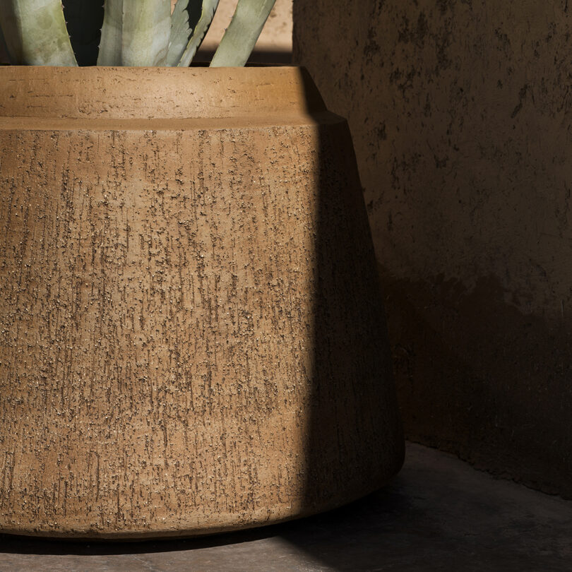 Large plant in ceramic pot placed in front of a sunlit, earth-toned wall with textured walls and shadows.