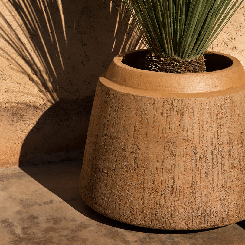 Large plant in ceramic pot placed in front of a sunlit, earth-toned wall with textured walls and shadows.