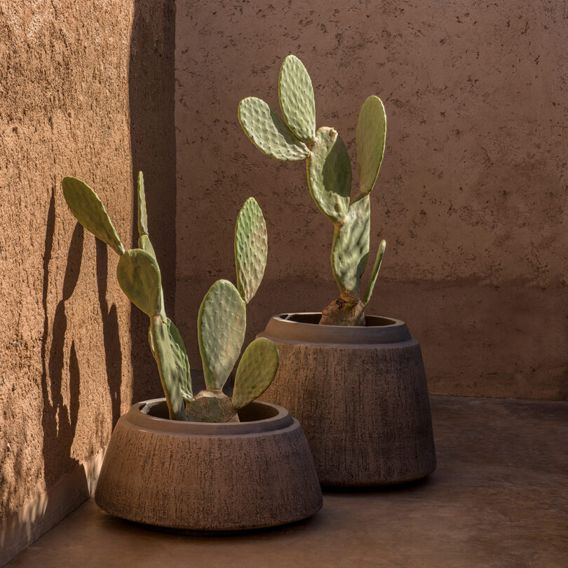 Two large plants in ceramic pots placed in a sunlit, earth-toned corridor with textured walls and shadows.