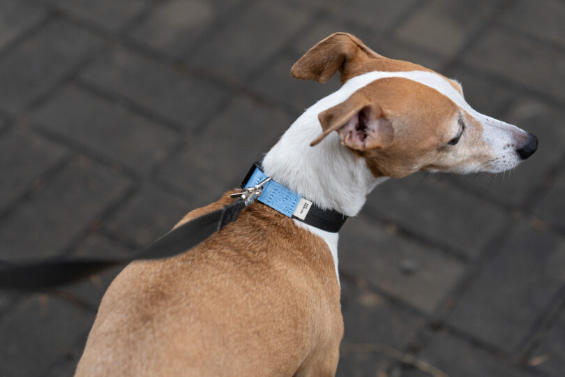 white and brown dog wearing a black and blue dog leash
