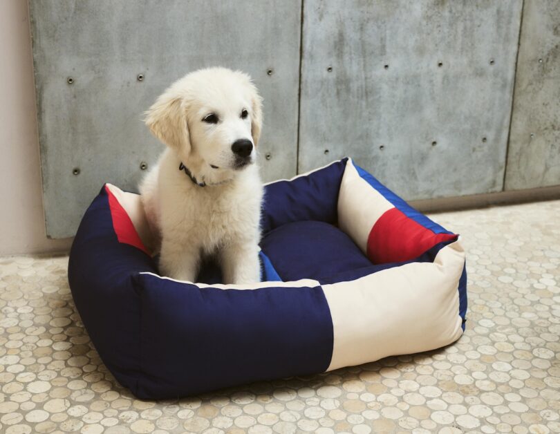 white dog sitting on a color blocked dog bed