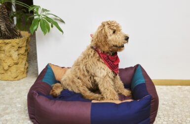 Danish Brand HAY Brings Dogs Into a Color-Loving World