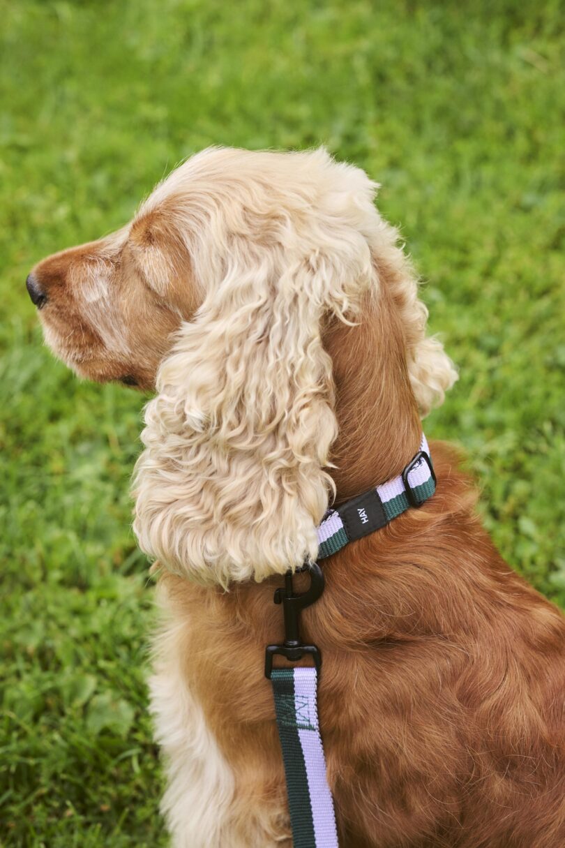 brown dog looking to the left wearing a purple and green dog collar and dog leash