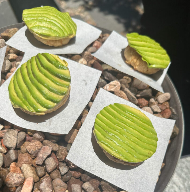 Four avocado toasts with evenly sliced avocado on a plate, set on a bed of small stones in bright sunlight.
