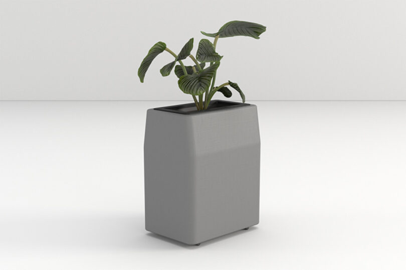 A leafy green plant in a minimalist, rectangular gray planter.