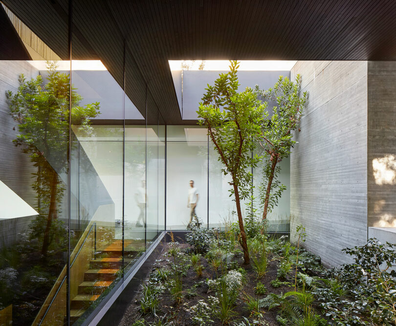 Interior courtyard with plants inside a modern concrete home surrounded by glass walls.