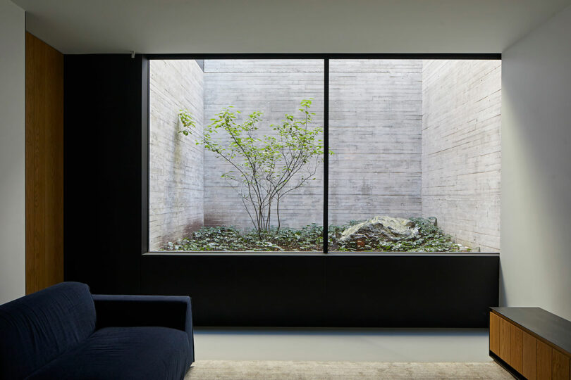 Modern room interior of a Liminal House with a large window showing a view of a small garden with a tree, surrounded by concrete walls.