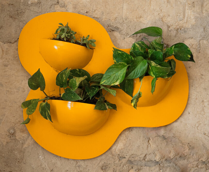 Yellow wall-mounted planter with three semi-spherical pots containing green leafy plants against a beige textured wall.