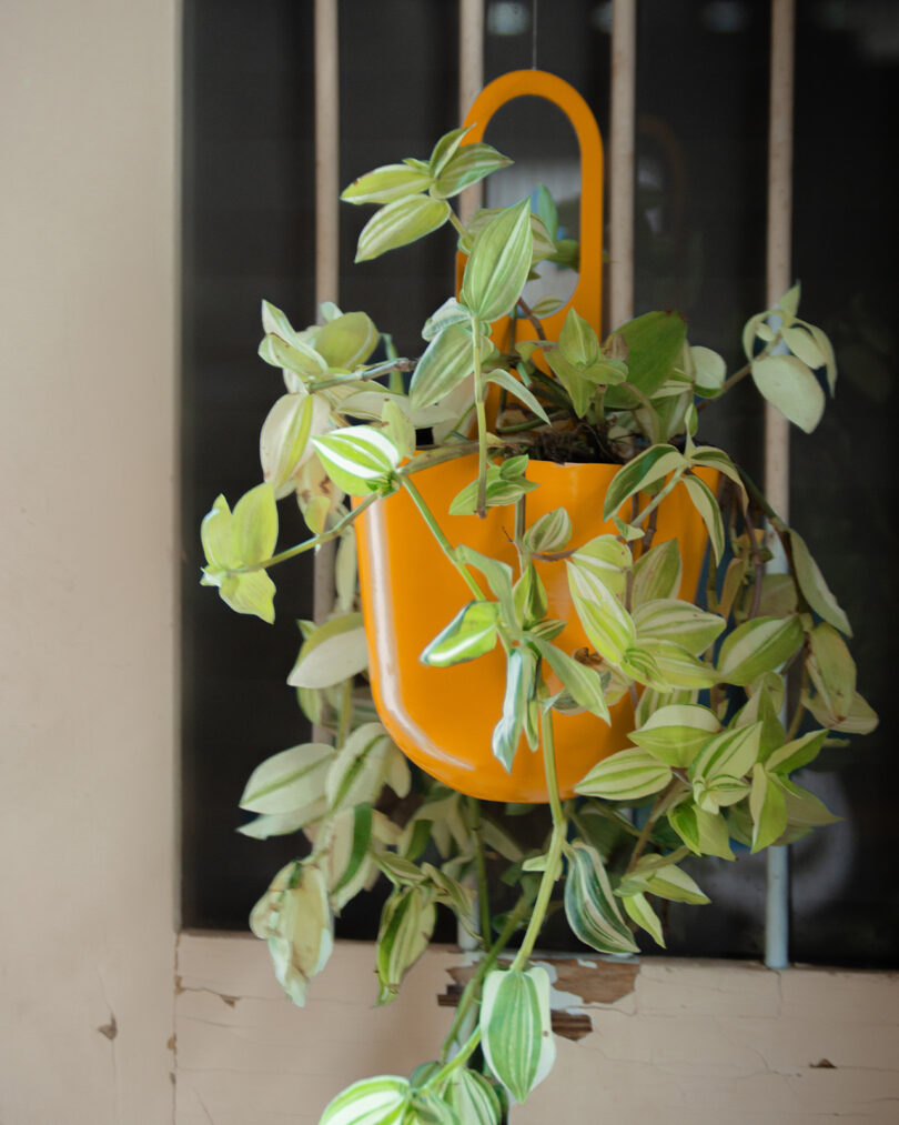 A green plant in a yellow hanging planter.