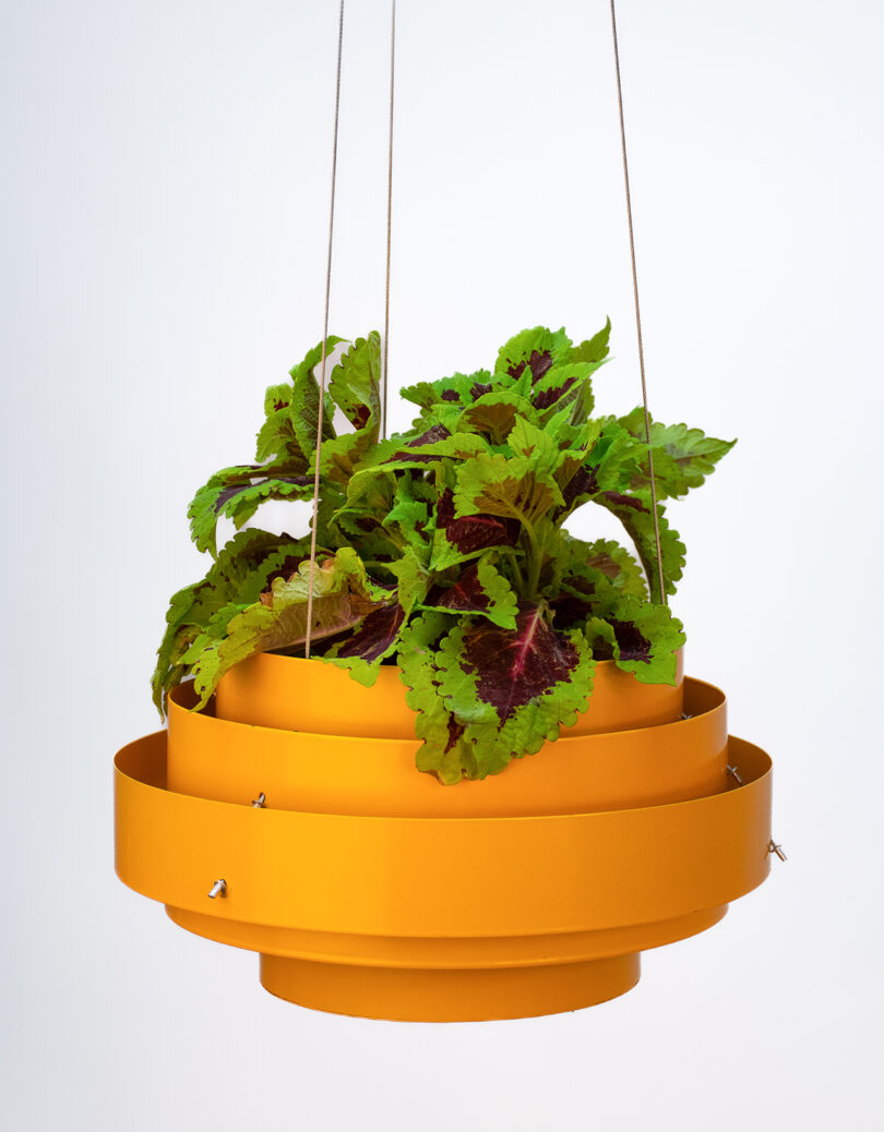 A green plant in a yellow hanging planter against a plain white background.