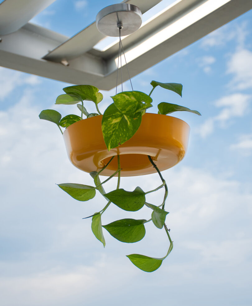 A yellow hanging planter with green vines is suspended from a metal structure against a blue sky with clouds.