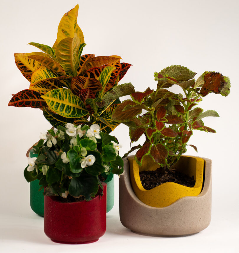 Three potted plants, one with variegated leaves in a red pot, another with white flowers in a green pot, and the third with green and red leaves in a beige pot, arranged against a white background.