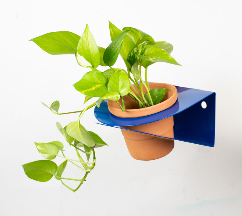 A green potted plant in a terracotta pot is placed in a blue, metal wall-mounted bracket against a white background.
