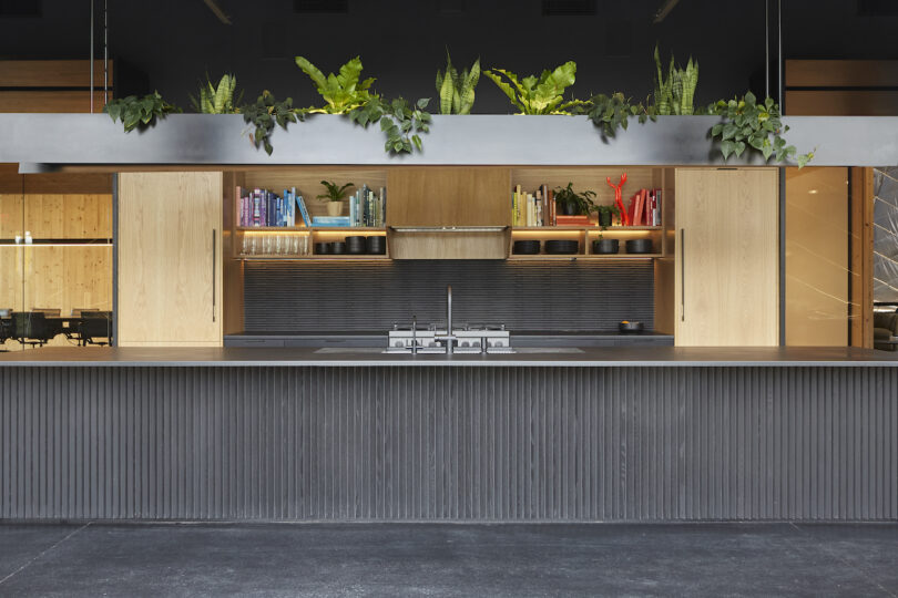 Modern office kitchen with wooden cabinets, neatly arranged shelves, and hanging plants above a black counter, in a clean and organized design