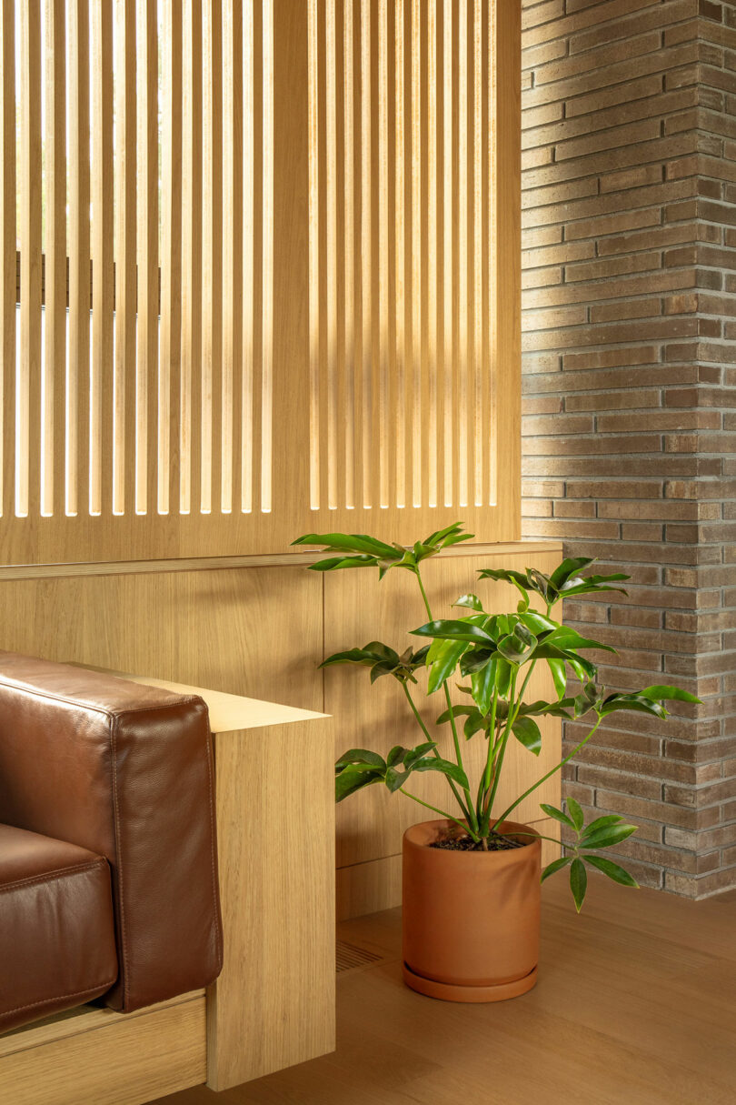 A potted green plant sits beside a brown leather couch in a room with wooden slat walls and brick accents.