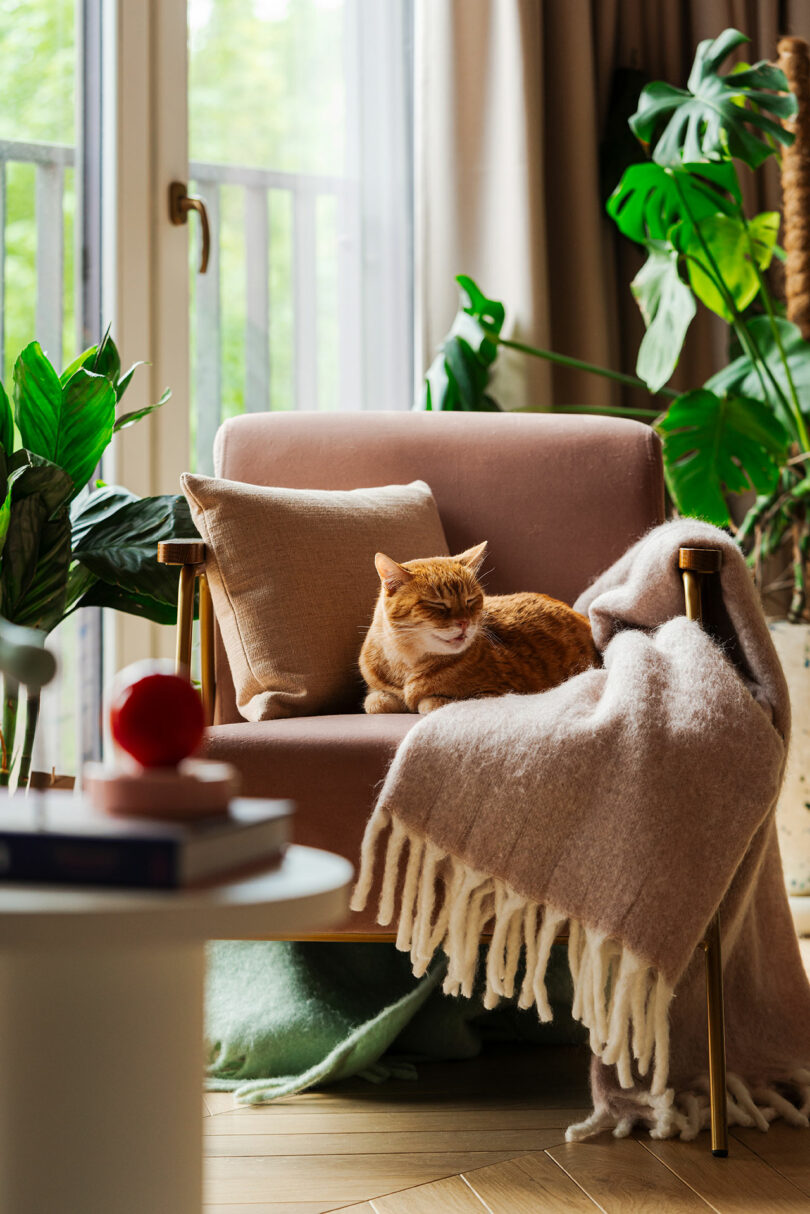 A ginger cat rests on a beige armchair, surrounded by indoor plants. A beige throw blanket is draped over the armchair. The chair is near a window with light streaming in.