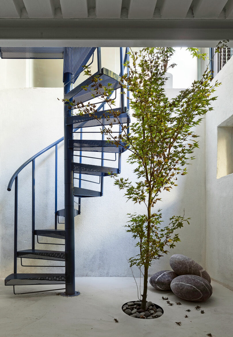 A modern, blue spiral staircase is inside a minimalistic white-walled space, with a small tree planted near the base and several large, pebble-shaped decorations nearby.