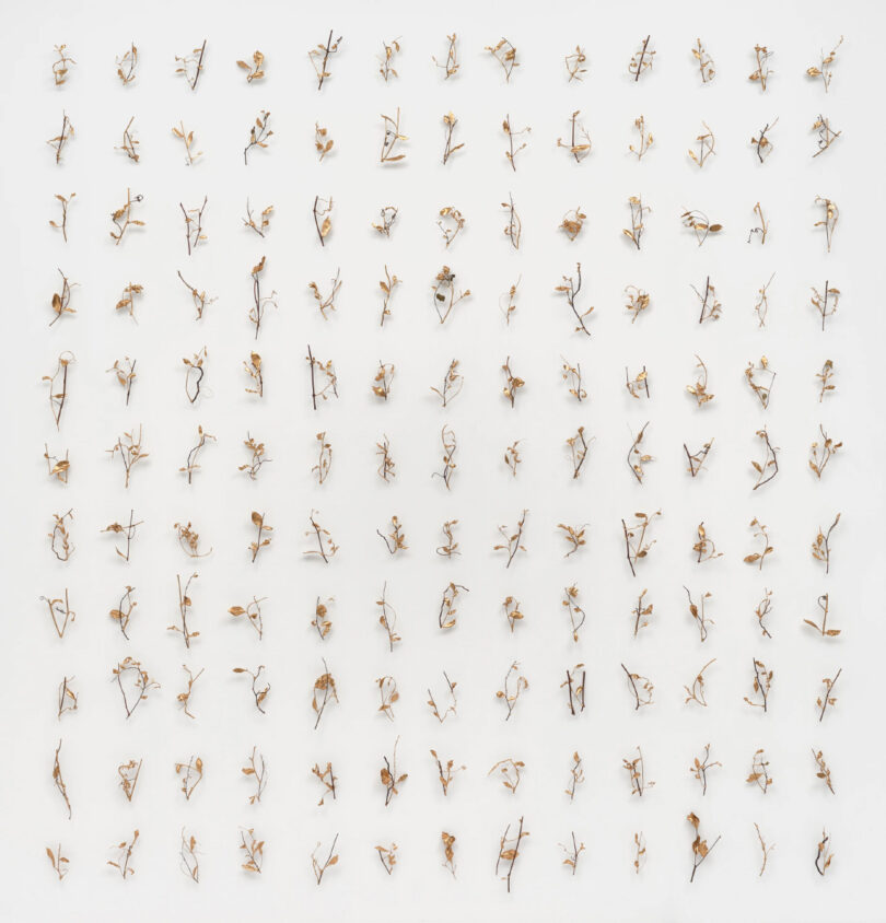 Grid of 143 plant cuttings coated in gold on white wall