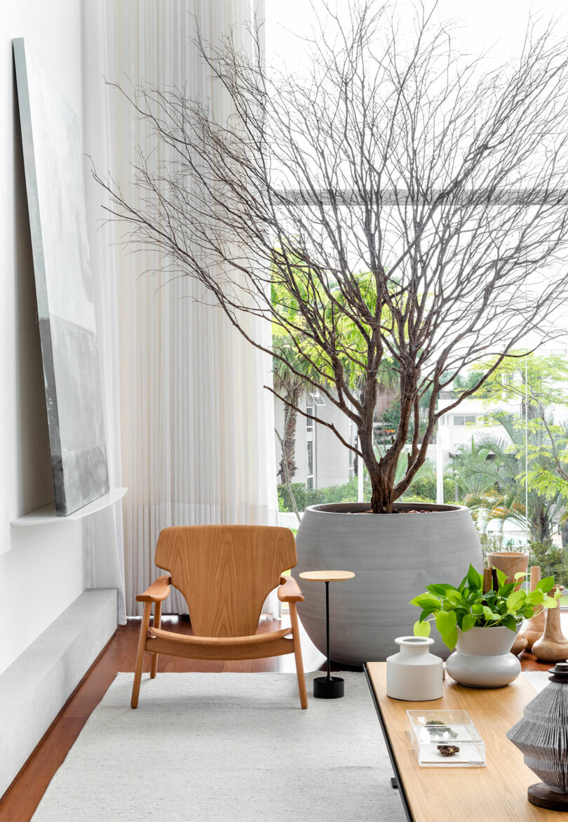 A minimalist room features a wooden chair, a large leafless potted tree, a small black side table, a white rug, and a wooden table with greenery and ceramic items near a large window.