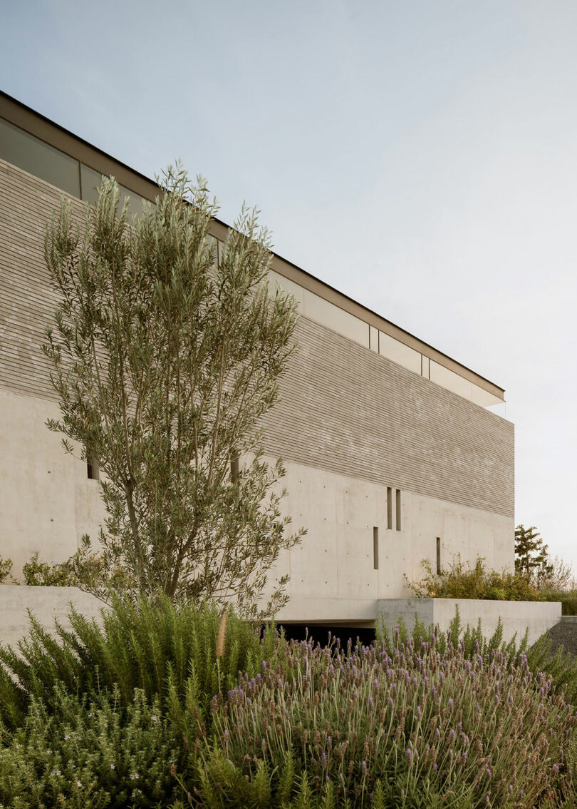 A modern building with a minimalist design, featuring concrete walls and linear windows, surrounded by greenery and a tree in the foreground.