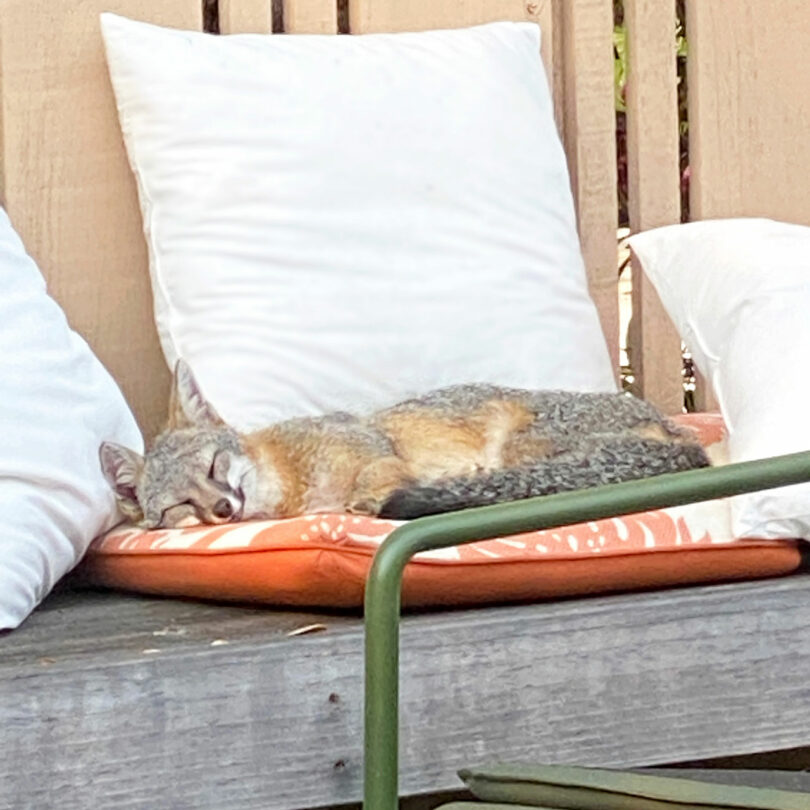 A gray and orange fox is sleeping on a cushioned bench, surrounded by white pillows.