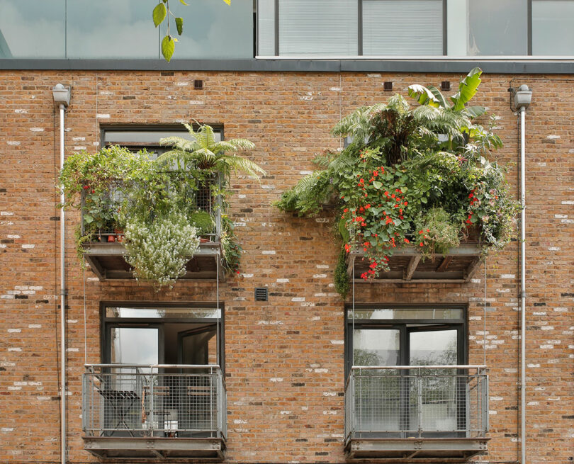 Two balconies on a brick apartment building are adorned with lush, green, overhanging plants and flowers. The upper floor has large leafy plants, and the lower floor features trailing greenery.