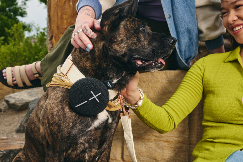 A brindle dog with a small speaker attached to its collar is being petted by two people, one of whom is wearing a lime green sweater.