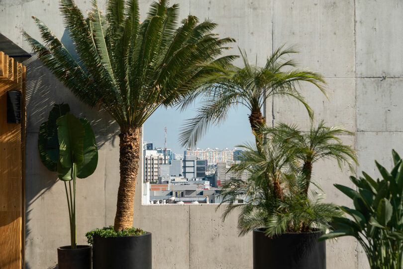 Urban rooftop scene at Hotel Volga featuring various potted palm trees in modern black planters, with a cityscape visible through a rectangular opening in a concrete wall.