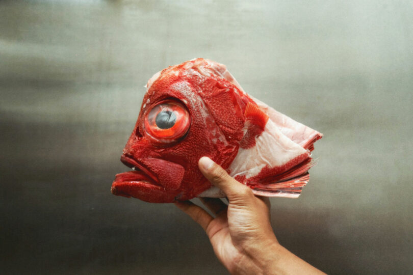 A hand holds a raw fish with vibrant red scales and large eyes against a plain background.