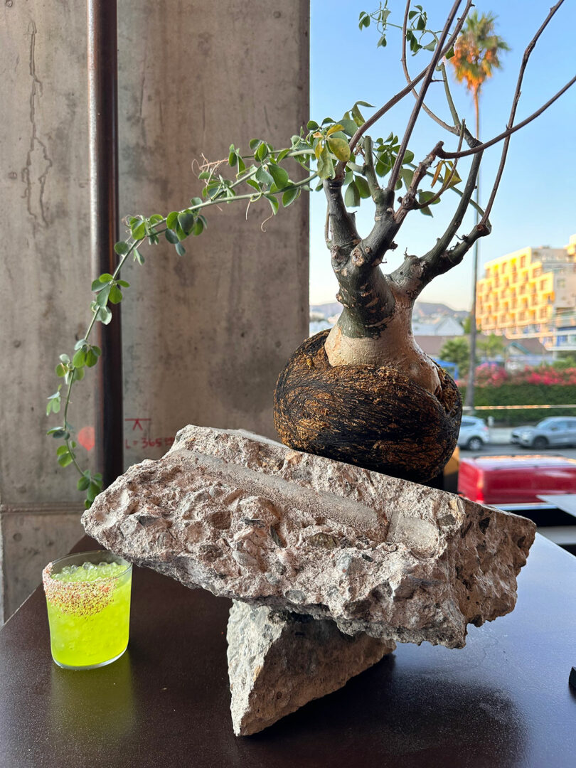 A small tree with a bulbous trunk and sparse branches is placed on two large, rough stones. Next to it is a glass of green liquid garnished with a salt rim. An urban scene is visible in the background.