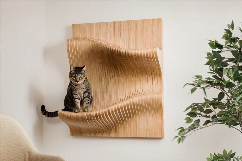 A tabby cat lounges on a modern wooden wall-mounted perch beside a decorative potted plant, evoking the playful yet sophisticated aesthetic of a Gray Malin photograph.