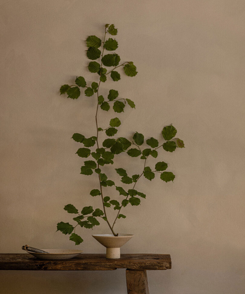 A tall, leafy branch in a minimalist white vase sits on a rustic wooden table against a beige wall.