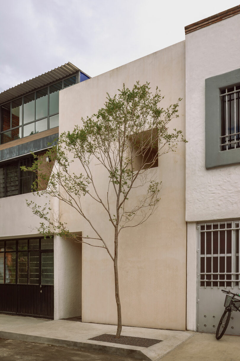 A small tree grows on a sidewalk in front of a modern beige building. Nearby are adjacent structures with large windows, and a bicycle is parked to the side.