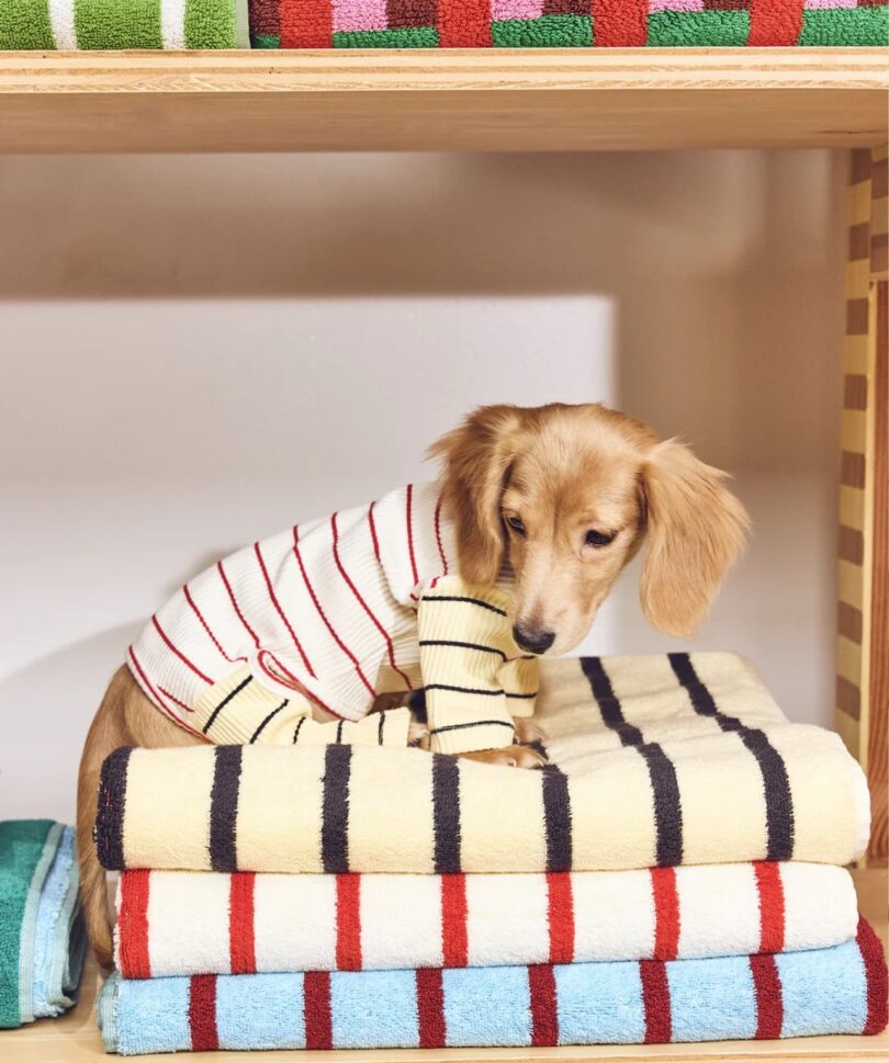 A dachshund puppy in a red and cream striped onesie with yellow and black striped sleeves, sitting on top of matching striped towels