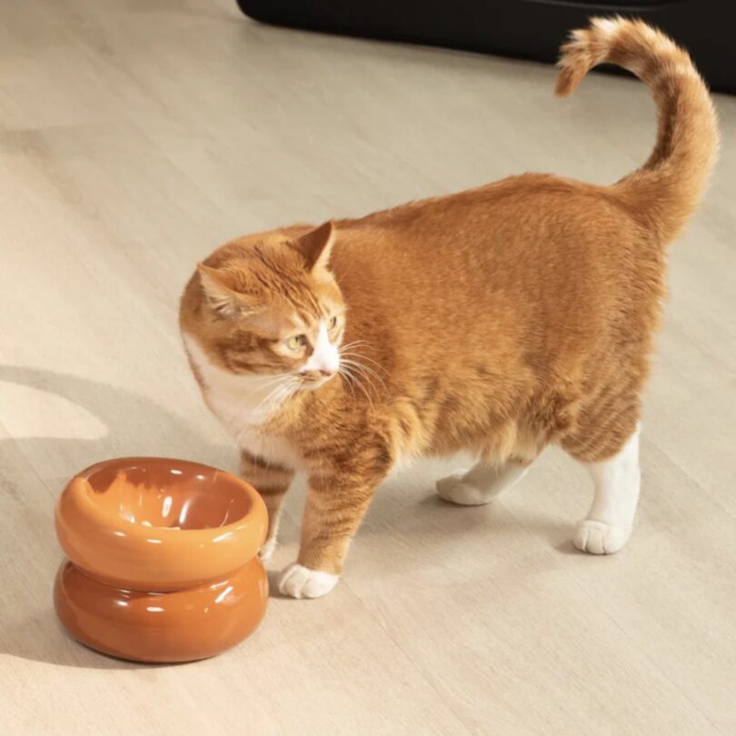 An orange cat standing next to a round, orange two-toned ceramic bowl