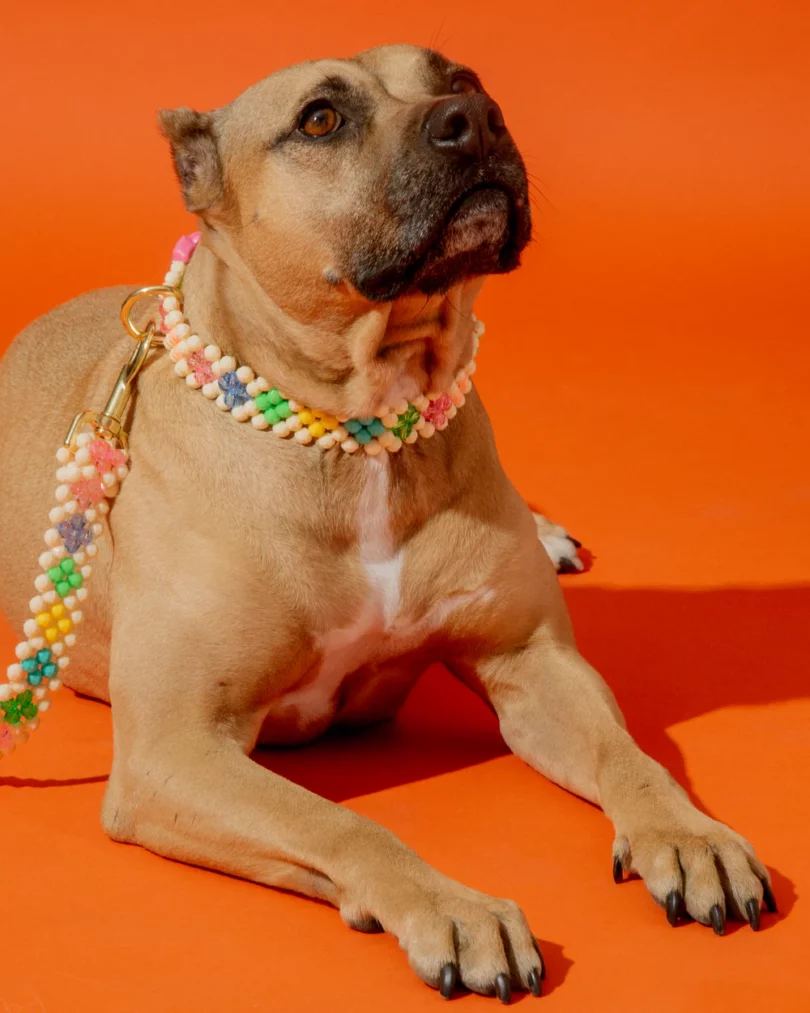 A brown dog modeling a colorful, floral beaded leash and collar set, laying down on an orange backdrop