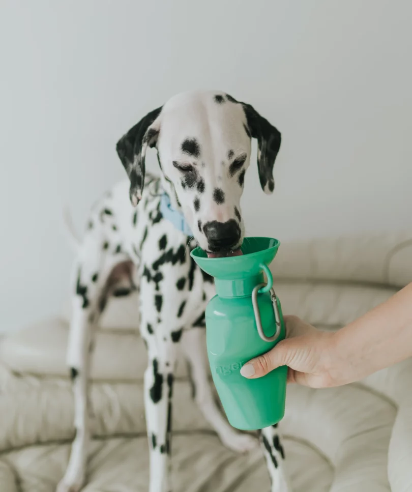 A dalmatian standing on a couch is drinking out of a green flip-top travel bottle by Springer Pets