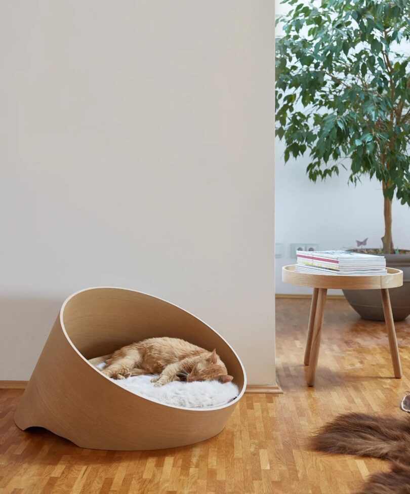 Set against what looks like a corner of a living room with a coffee table and tree in the background, a light brown cat is sleeping on a circular bent plywood pet bed with a fur, white cushion.