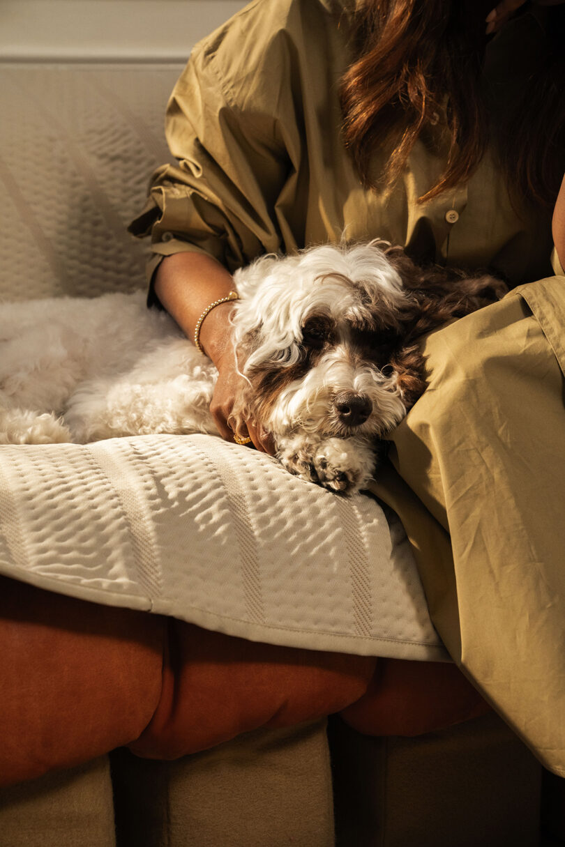 A person in a brown outfit sitting on a couch, gently holding a white and black fluffy dog resting on their lap.