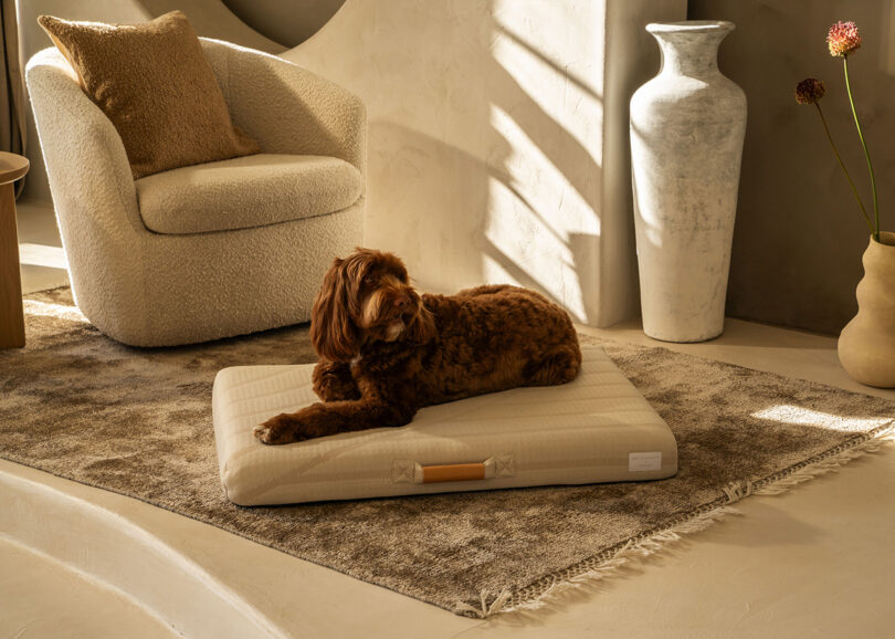 A brown dog lies on a light beige dog bed in a room with a textured rug, a vase, and an armchair.