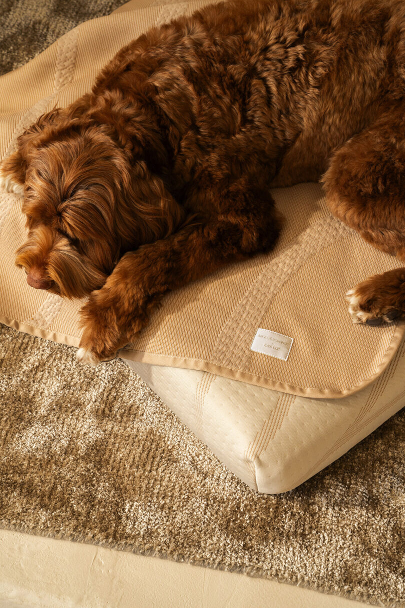 Brown dog sleeping on a beige rectangular cushion, on a textured carpet floor.