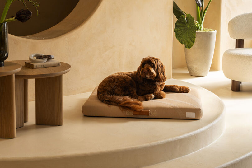 Brown dog resting on a beige cushion in a modern living room with curved architectural elements, wooden tables, and a potted plant.