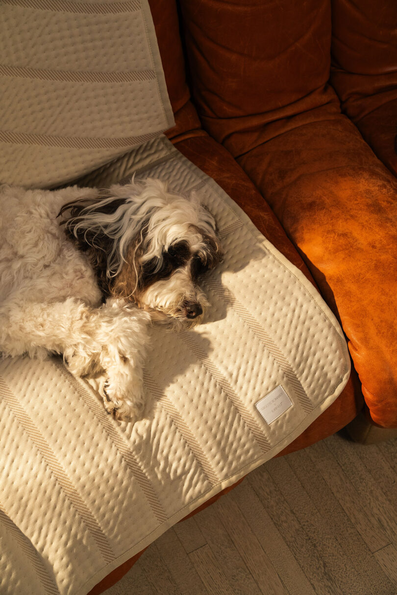 A fluffy dog lying on a beige textured blanket on a brown couch, sunlight streaming in.